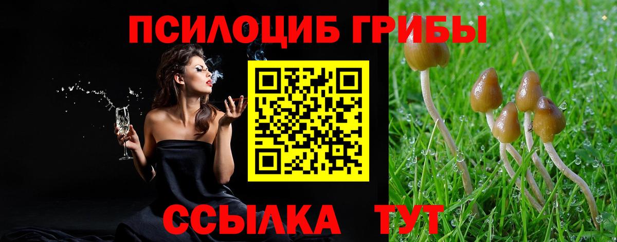 Галлюциногенные грибы Cubensis Курчалой